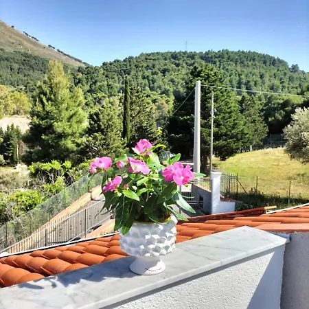 Falco * קאריני