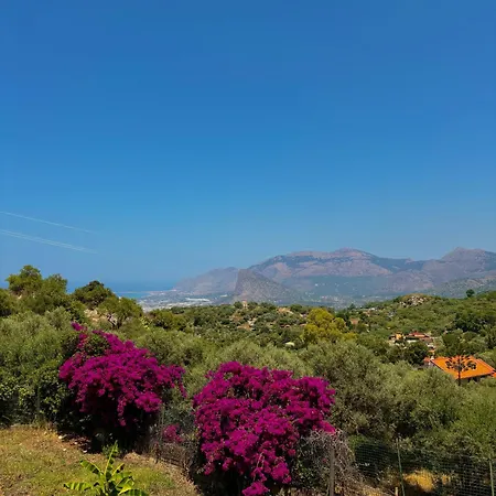 Falco * קאריני